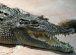 Crocodile trapping plan under fire